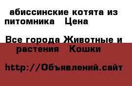абиссинские котята из питомника › Цена ­ 15 000 - Все города Животные и растения » Кошки   